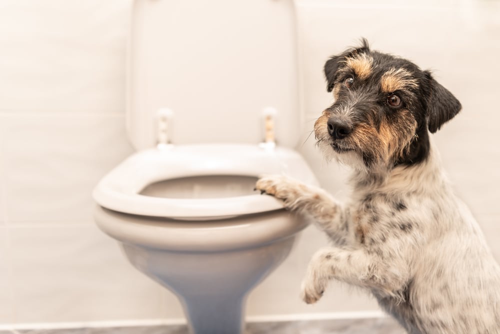 Dog drinking toilet water